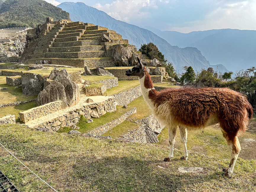 Lamas