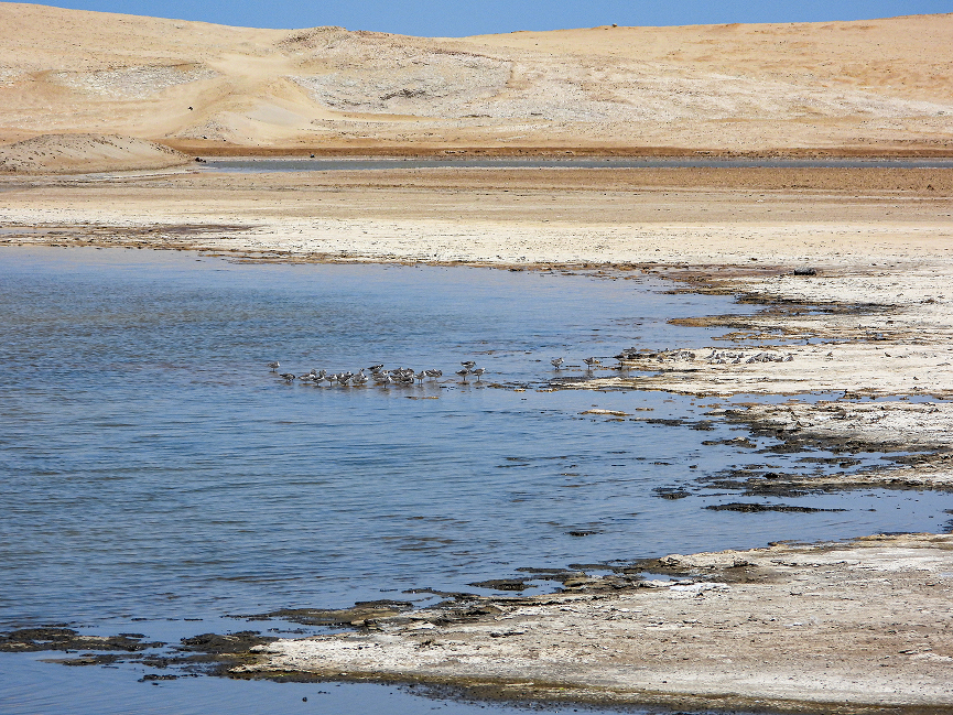 Paracas