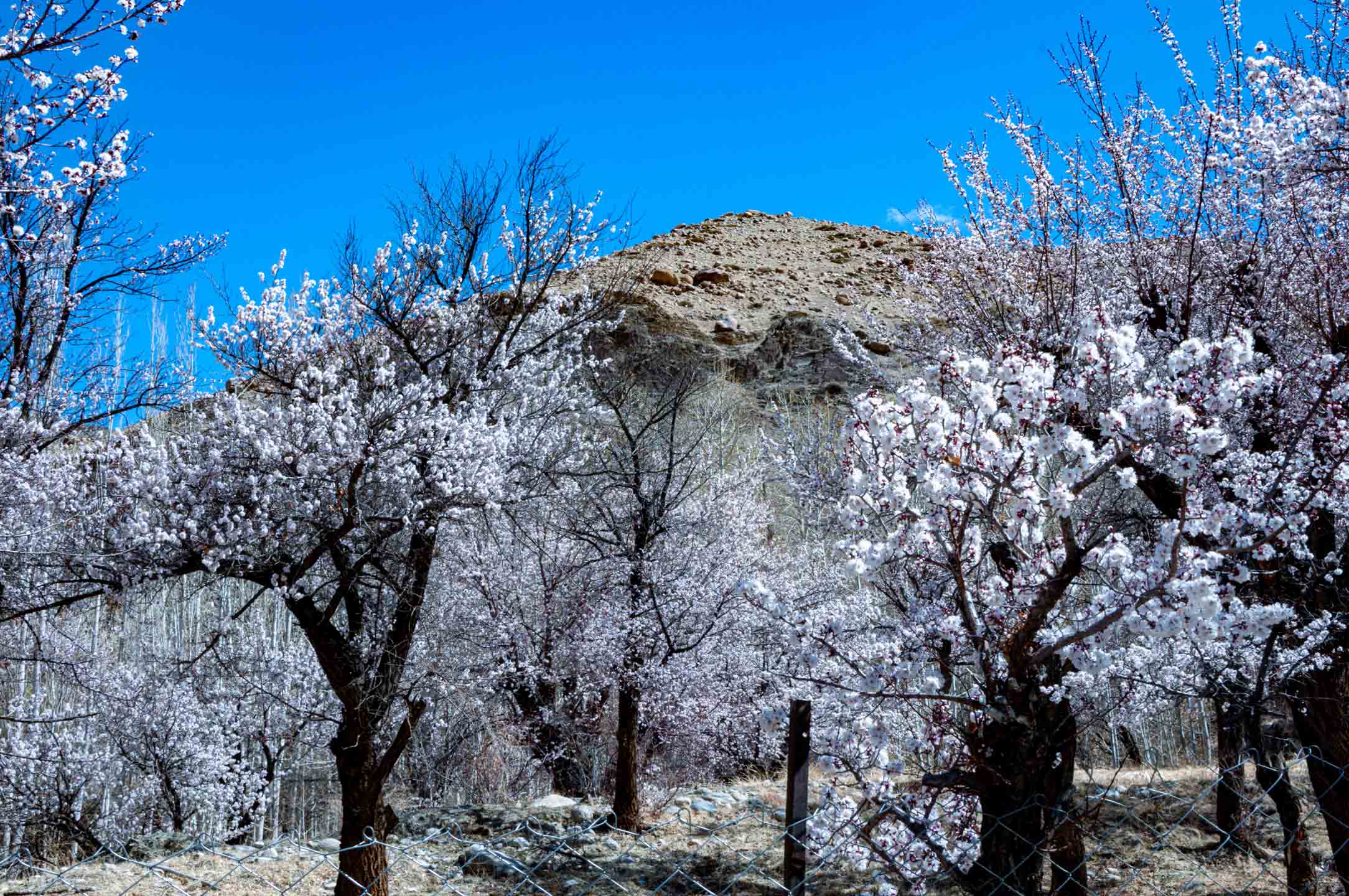 Apricot Blossoms