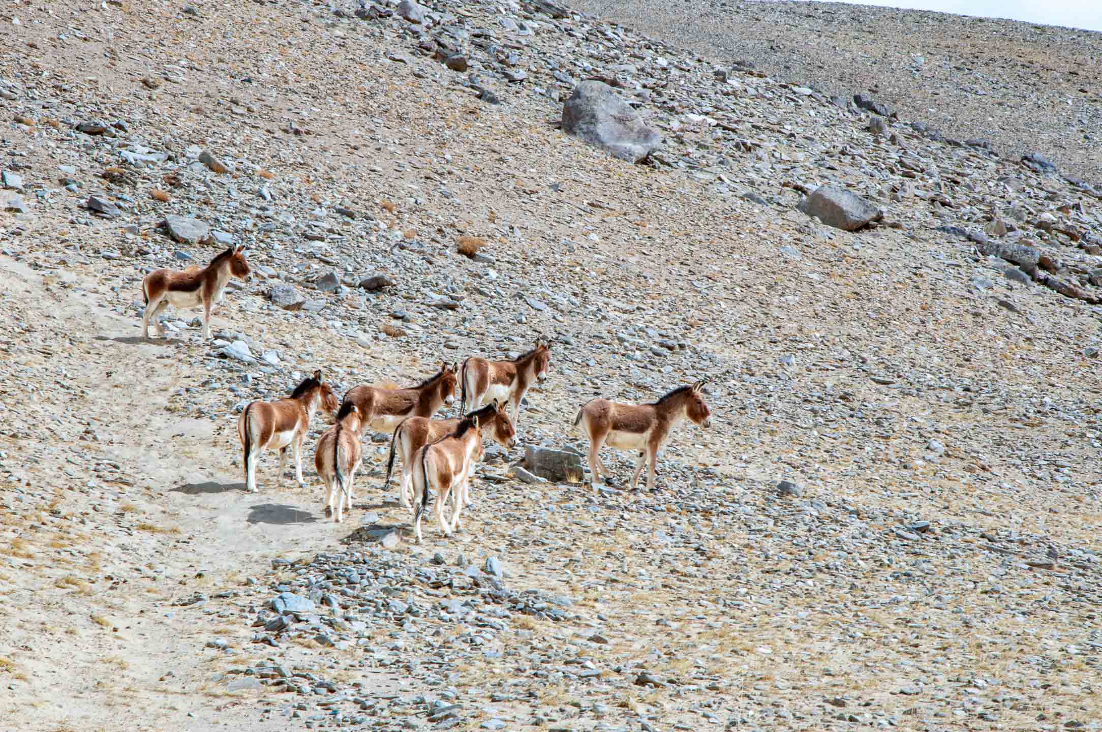 Wildlife Ulley